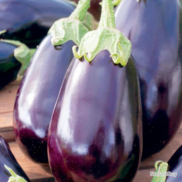 60 Graines d'Aubergine Black Beauty - lgume jardin potager - semences paysannes reproductibles - Se