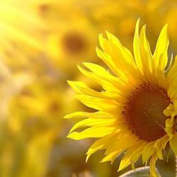 40 Graines de Tournesol - fleurs jardins potager - semences paysannes reproductibles - SemiSauvage