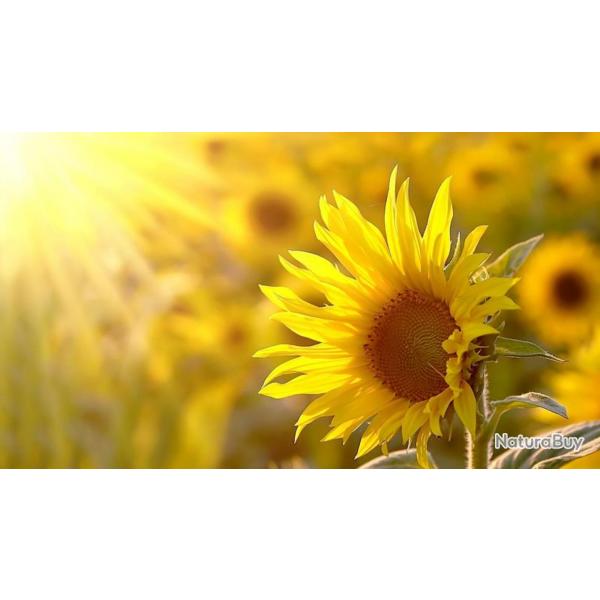 40 Graines de Tournesol - fleurs jardins potager - semences paysannes reproductibles - SemiSauvage