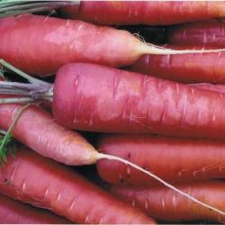 250 Graines de Carotte Longue Rouge Sang - légumes ancien potager - semences paysannes reproductible