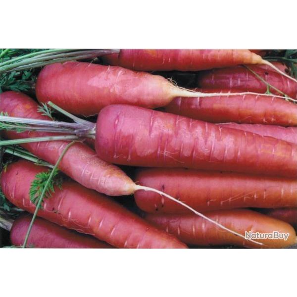 250 Graines de Carotte Longue Rouge Sang - lgumes ancien potager - semences paysannes reproductible
