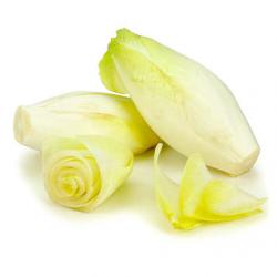 250 Graines d' Endive demi-hâtive - légumes jardin potager - semences paysannes reproductibles - Sem