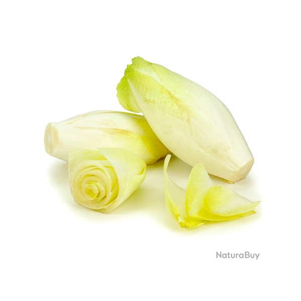 250 Graines d' Endive demi-htive - lgumes jardin potager - semences paysannes reproductibles - Sem