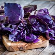 1000 Graines D'Absinthe - SemiSauvage Permaculture – Acheter Les Meilleurs Produits Dans La Boutique En Ligne - Foto 12