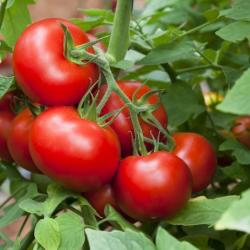 25 Graines de Tomate Merveille des Marchés - légume ancien - semences paysannes reproductibles - Sem