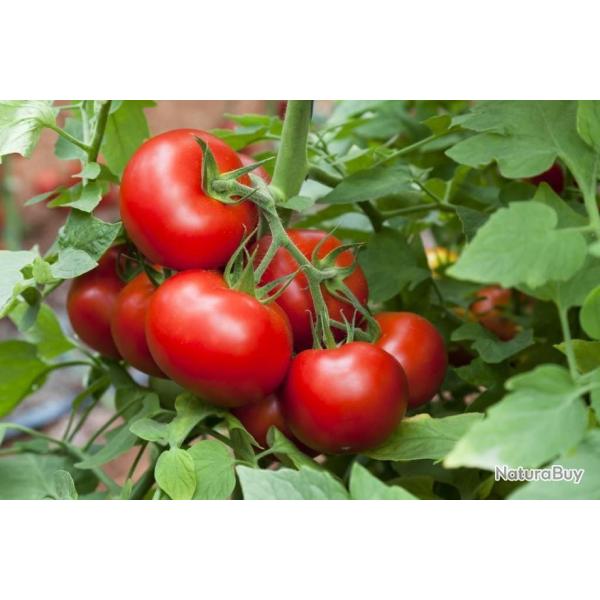 25 Graines de Tomate Merveille des Marchs - lgume ancien - semences paysannes reproductibles - Sem