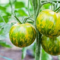 25 Graines de Tomate Zebra - Véritable légume ancien - semences paysannes reproductibles - SemiSauva
