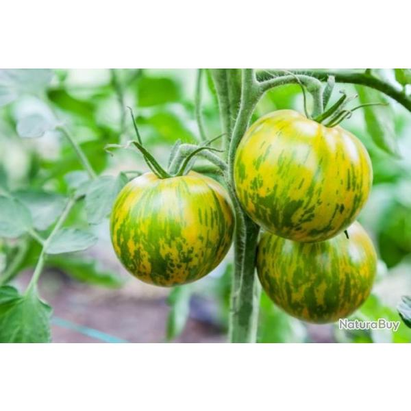 25 Graines de Tomate Zebra - Vritable lgume ancien - semences paysannes reproductibles - SemiSauva