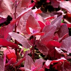 100 Graines d'Arroche Rouge - légume ancien - jardin potager - semences paysannes reproductibles - S