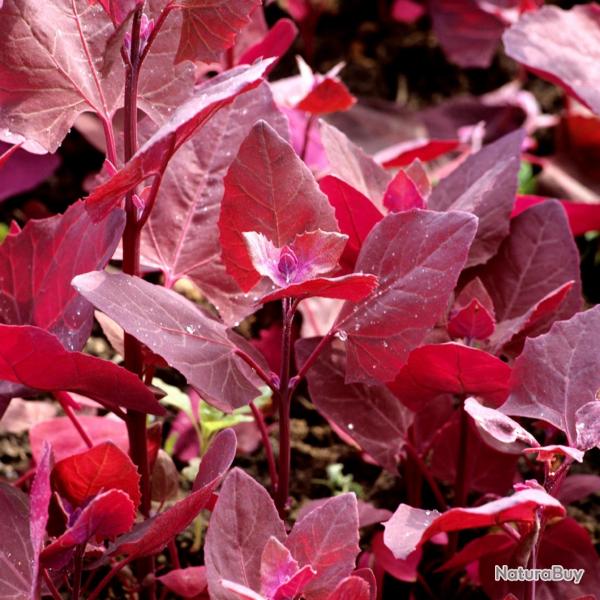 100 Graines d'Arroche Rouge - lgume ancien - jardin potager - semences paysannes reproductibles - S