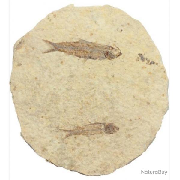 Jurassic Fossile : deux poissons de la priode ocne. (Environ 50 millions d'annes)