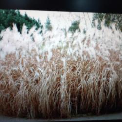 miscanthus  reserve gibier