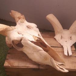 Lot de 2 crânes ( Eland / grand Kudu ) grade Artisanal