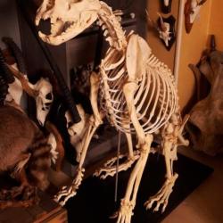 Squelette complet de lionne ; Panthera leo