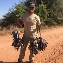 Chasse à la Tourterelle au Maroc,3 jours de chasse en pension complète.