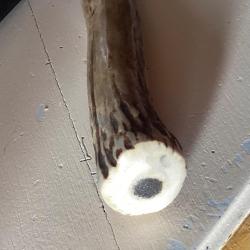 Couteau pliant EUSTACHE Customise bois de cerf clouté