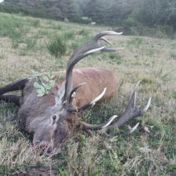 CHASSE DU CERF DANS LE VERCORS  2025/2026