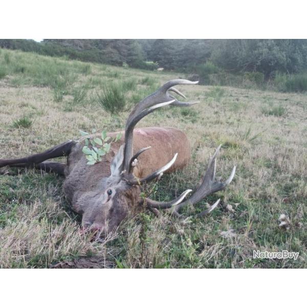 CHASSE DU CERF DANS LE VERCORS  2025/2026