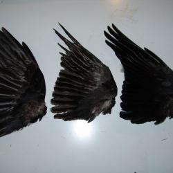 aille de corbeau complète (plume)