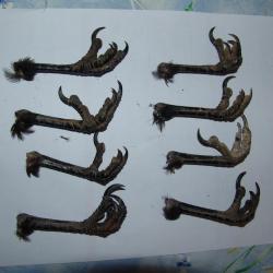 8 pattes de corbeaux, corneilles noire, congelé
