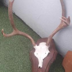 Trophée de cerf de Virginie ; Odocoileus virginianus