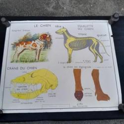 affiche pédagogique le chien épagneul breton