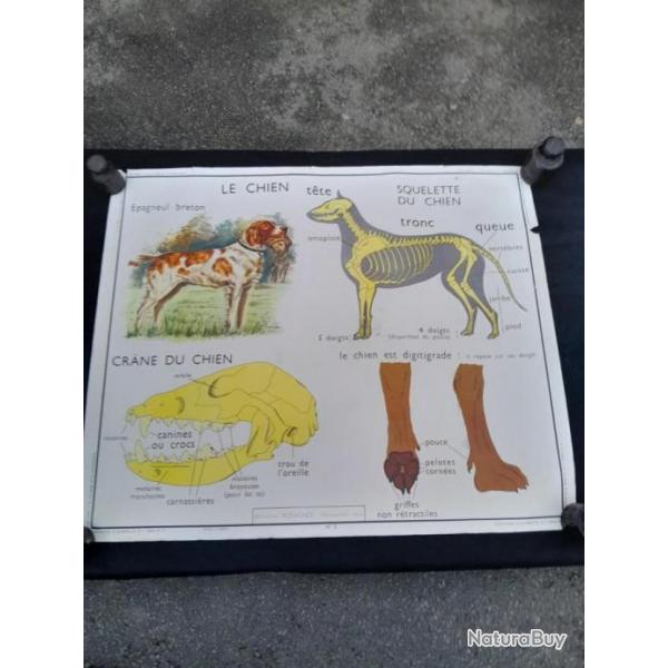 affiche pdagogique le chien pagneul breton