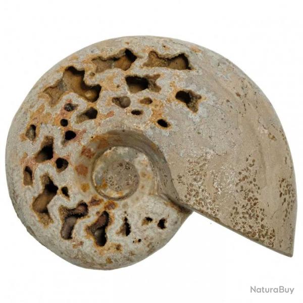 Ammonite fossile polie - 410 grammes