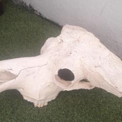 Crâne de buffle du Cap ( caffer ) ; Syncerus caffer