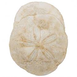 Oursins scutella fossiles - 248 grammes