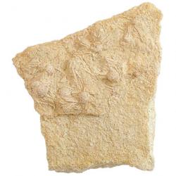Bloc fossile avec oursins hemicidaris sur gangue calcaire - 6 kg