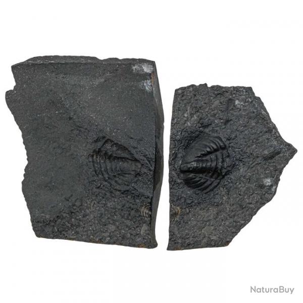 Plaque fossile avec pygidium de trilobite et son moule - 168 grammes