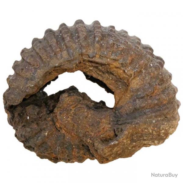 Ammonite douvilleicras fossile - 184 grammes