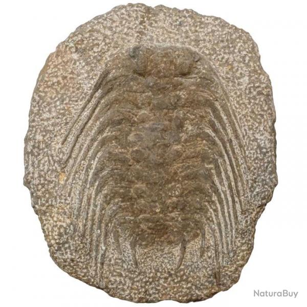 Trilobite selenopeltis fossile sur gangue - 3.1 kg