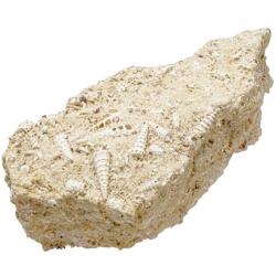 Bloc calcaire fossile avec coquillages cérithes - 2.08 kg