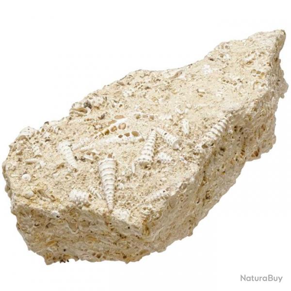 Bloc calcaire fossile avec coquillages crithes - 2.08 kg