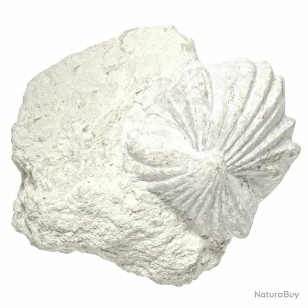 Rhynchonelle fossiles sur gangue - 135 grammes