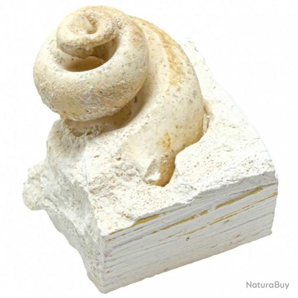 Coquillage fossile crithe sur gangue calcaire - 123 grammes