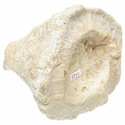Corail fossile cnidaire zaphrentis - 442 grammes