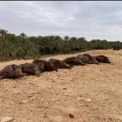 La chasse du sanglier en Tunisie