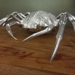 araignée de mer taille réelle   / curiosité