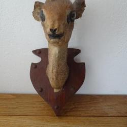 Très Rare Trophée ancien de Damara Dik-Dik Originaire de Namibie Antilope Gazelle
