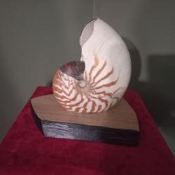 Magnifique  grande coquille nautile