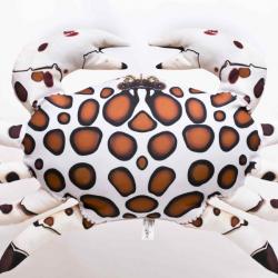 Crabe calico 60cm