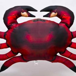 Crabe commun 60cm