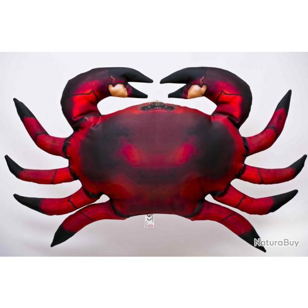 Crabe commun 60cm