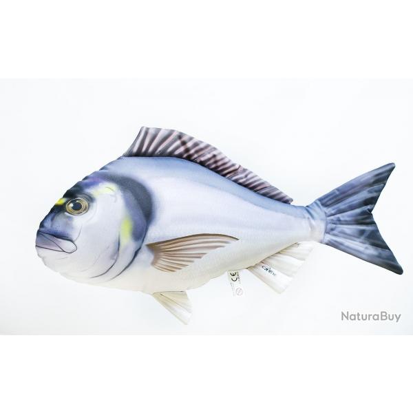 Daurade royale 60cm