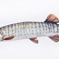 Musky 80cm