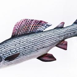 Ombre commun 65cm