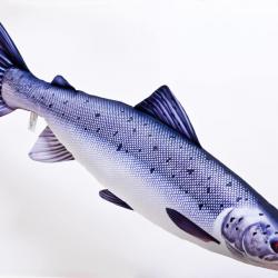 Saumon atlantique 90cm